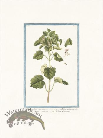 Bonelli 245 Molucca levis